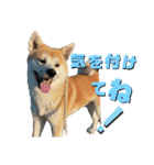 秋田犬くりと4ニャンズの日常スタンプ（個別スタンプ：3）