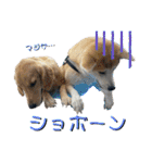 秋田犬くりと4ニャンズの日常スタンプ（個別スタンプ：4）