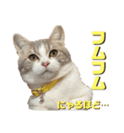 秋田犬くりと4ニャンズの日常スタンプ（個別スタンプ：5）