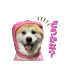 秋田犬くりと4ニャンズの日常スタンプ（個別スタンプ：8）