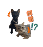 秋田犬くりと4ニャンズの日常スタンプ（個別スタンプ：9）