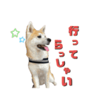 秋田犬くりと4ニャンズの日常スタンプ（個別スタンプ：11）