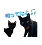 秋田犬くりと4ニャンズの日常スタンプ（個別スタンプ：12）