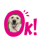 秋田犬くりと4ニャンズの日常スタンプ（個別スタンプ：13）