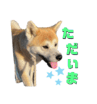 秋田犬くりと4ニャンズの日常スタンプ（個別スタンプ：15）