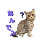 秋田犬くりと4ニャンズの日常スタンプ（個別スタンプ：16）