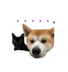 秋田犬くりと4ニャンズの日常スタンプ（個別スタンプ：20）