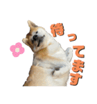 秋田犬くりと4ニャンズの日常スタンプ（個別スタンプ：21）