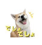 秋田犬くりと4ニャンズの日常スタンプ（個別スタンプ：23）