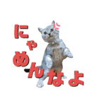 秋田犬くりと4ニャンズの日常スタンプ（個別スタンプ：24）
