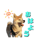 秋田犬くりと4ニャンズの日常スタンプ（個別スタンプ：25）