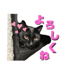 秋田犬くりと4ニャンズの日常スタンプ（個別スタンプ：26）