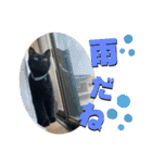 秋田犬くりと4ニャンズの日常スタンプ（個別スタンプ：27）