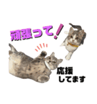 秋田犬くりと4ニャンズの日常スタンプ（個別スタンプ：29）