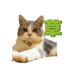 秋田犬くりと4ニャンズの日常スタンプ（個別スタンプ：30）