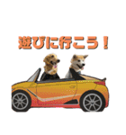 秋田犬くりと4ニャンズの日常スタンプ（個別スタンプ：31）