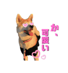 秋田犬くりと4ニャンズの日常スタンプ（個別スタンプ：32）