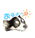 fuwawa2.（個別スタンプ：20）