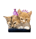 子猫のふうたと兄弟（個別スタンプ：1）
