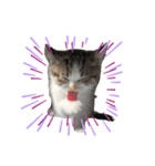 子猫のふうたと兄弟（個別スタンプ：2）
