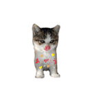 子猫のふうたと兄弟（個別スタンプ：3）