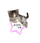 子猫のふうたと兄弟（個別スタンプ：4）