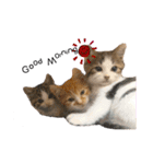 子猫のふうたと兄弟（個別スタンプ：5）