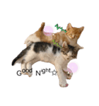 子猫のふうたと兄弟（個別スタンプ：6）