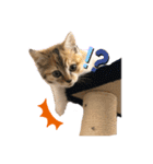 子猫のふうたと兄弟（個別スタンプ：7）