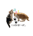 子猫のふうたと兄弟（個別スタンプ：8）