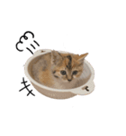 子猫のふうたと兄弟（個別スタンプ：9）