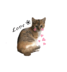 子猫のふうたと兄弟（個別スタンプ：10）