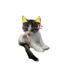 子猫のふうたと兄弟（個別スタンプ：11）