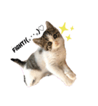 子猫のふうたと兄弟（個別スタンプ：13）