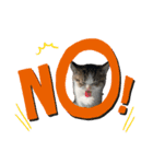 子猫のふうたと兄弟（個別スタンプ：15）