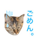 すぎちゃんち、（個別スタンプ：12）