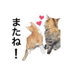 すぎちゃんち、（個別スタンプ：15）