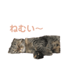 メイのスタンプたち（個別スタンプ：7）