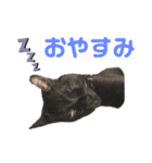 すみれのうめまつスタンプ（個別スタンプ：2）