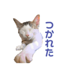 すみれのうめまつスタンプ（個別スタンプ：15）