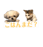 すみれのうめまつスタンプ（個別スタンプ：28）