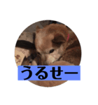 愛犬花8（個別スタンプ：1）