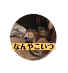 愛犬花8（個別スタンプ：2）