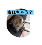 愛犬花8（個別スタンプ：3）