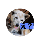 愛犬花8（個別スタンプ：4）