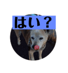 愛犬花8（個別スタンプ：5）