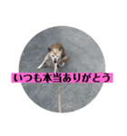 愛犬花8（個別スタンプ：6）