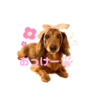 てぃあらたん（個別スタンプ：1）