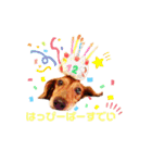 てぃあらたん（個別スタンプ：15）