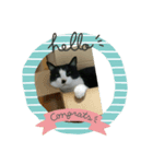 我が家の可愛い愛猫（個別スタンプ：1）